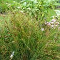 Juncus inflexus 'Blue Arrows' (2)